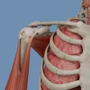 تشريح ثلاثي الأبعاد للأمراض